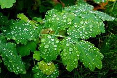 Schöllkraut nach dem Regen