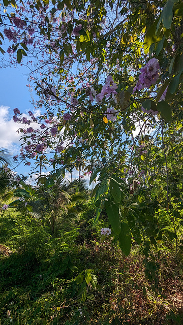 Wild flowers / Fleurs sauvages