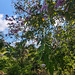 Wild flowers / Fleurs sauvages
