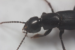 IMG 1993 Rove Beetle