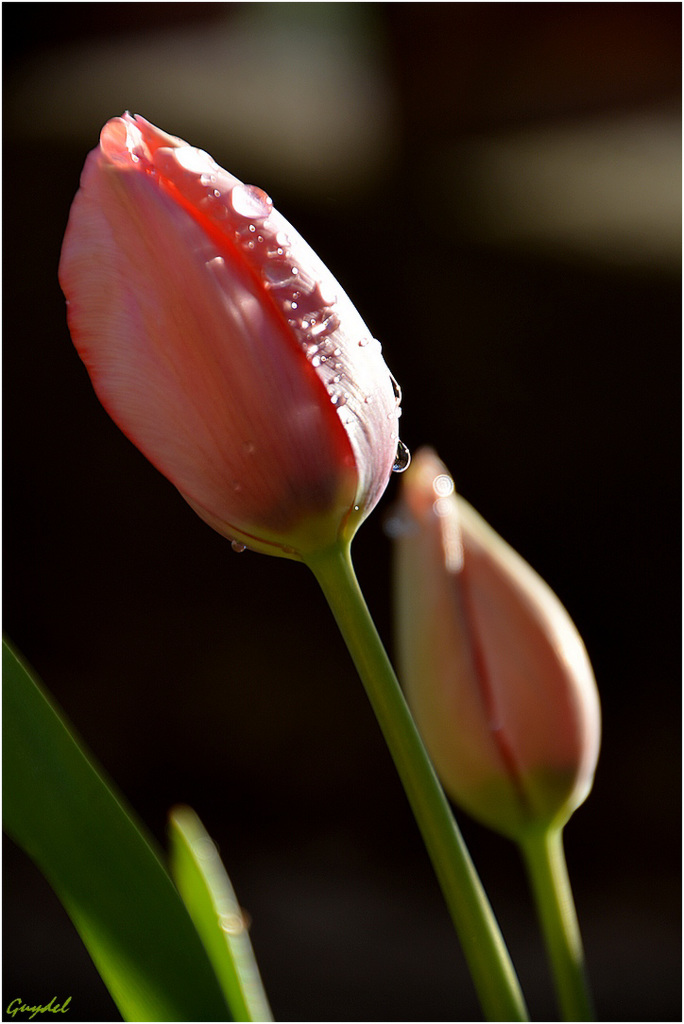 Les tulipes prennent des couleurs !