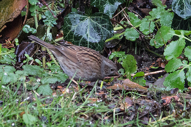 20150115 6289VRAw [D~RI] Heckenbraunelle (Prunella modularis), Rinteln