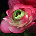 Ranunculus