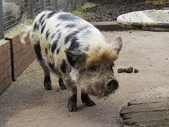 vauxhall city farm, london