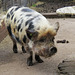 vauxhall city farm, london