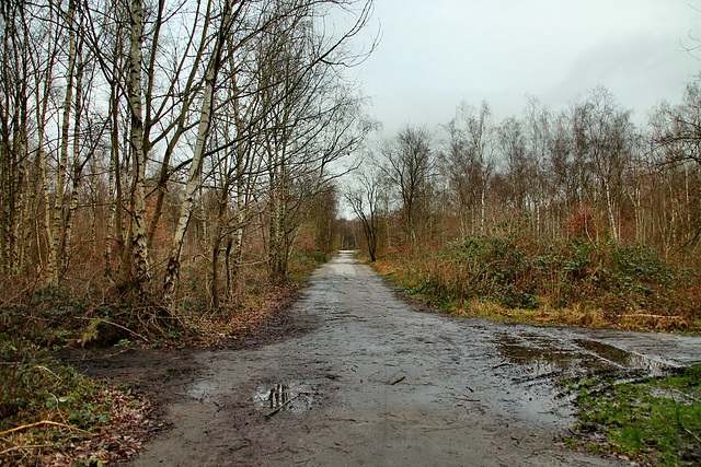 Verwildertes Gelände der ehem. Zeche Emscher-Lippe 3/4 (Datteln) / 5.01.2018