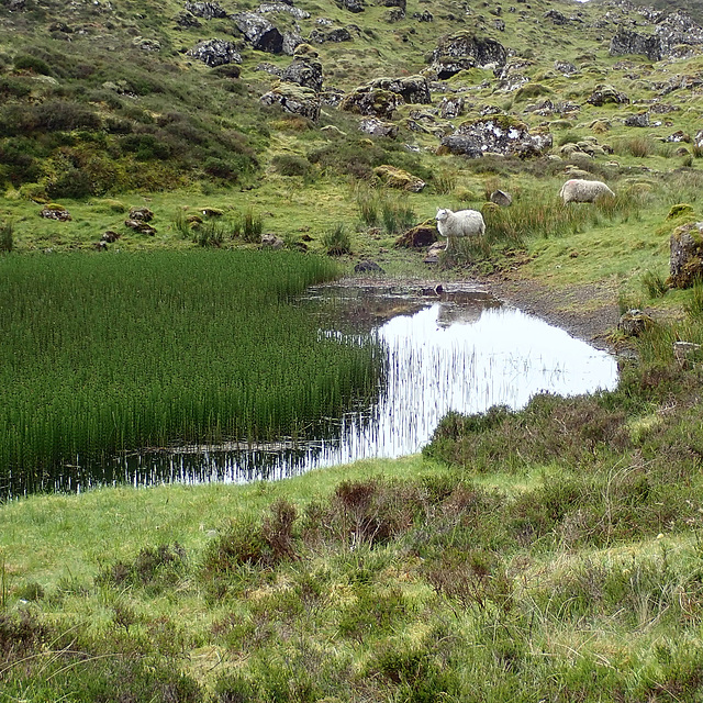 P6080192 DAY 2 - lochans and gullies into the Quiraing