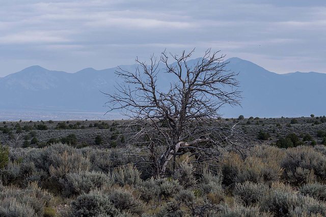 A lone tree