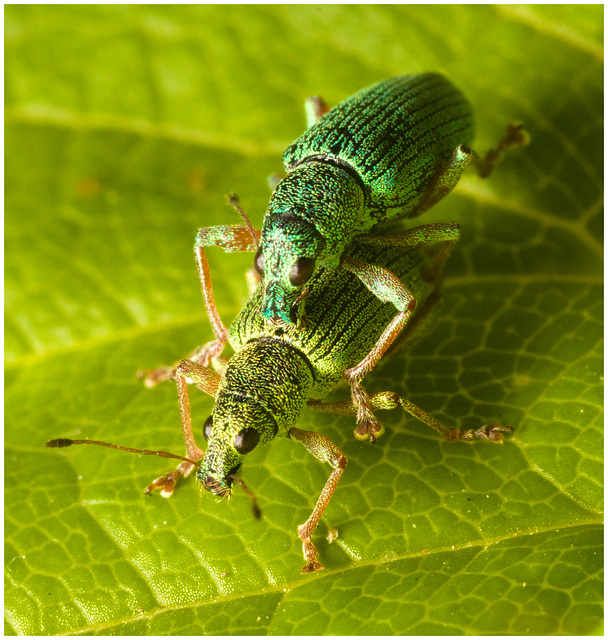 IMG 3852 Weevil