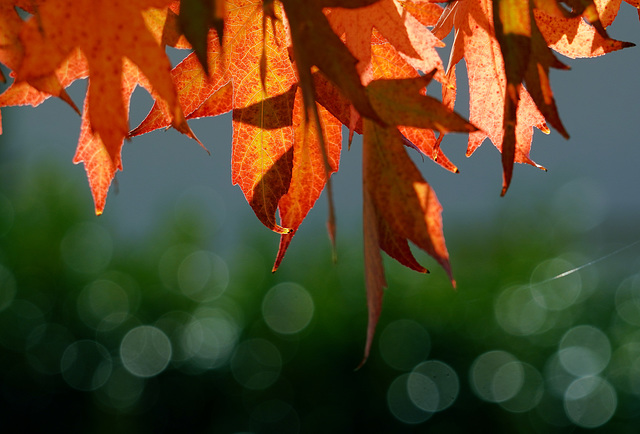 Herbst