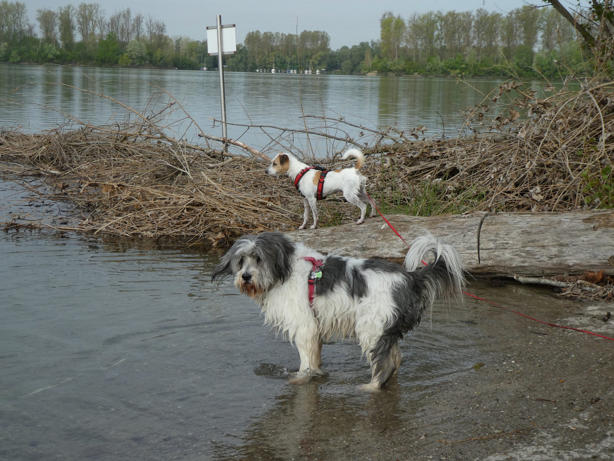 Kenzie und Lena im Altrhein bei Otterstadt