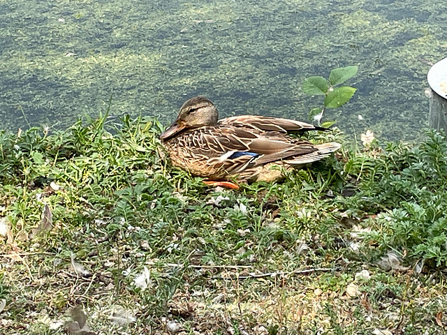 duck resting