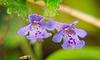 Der Gundermann (Glechoma hederacea) hat sich auch gezeigt :))  The ground ivy (Glechoma hederacea) also showed up :))  Le lierre terrestre (Glechoma hederacea) est également présent :))