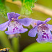 Der Gundermann (Glechoma hederacea) hat sich auch gezeigt :))  The ground ivy (Glechoma hederacea) also showed up :))  Le lierre terrestre (Glechoma hederacea) est également présent :))