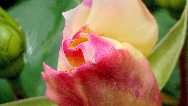 Rose de mai...