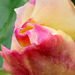 Rose de mai...