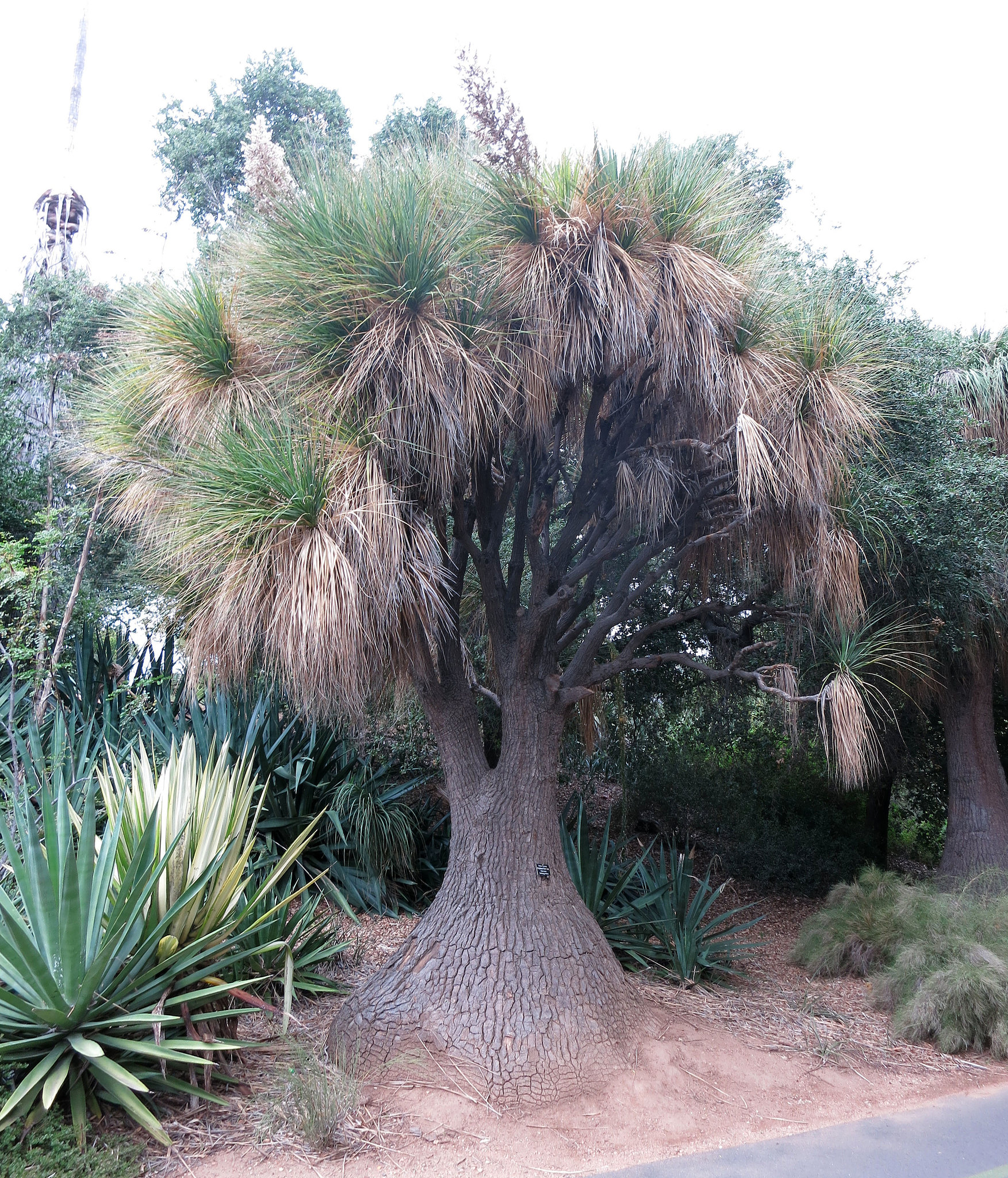 Elephant-foot tree - Nolina recurvata (1016)