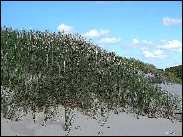 duinen