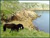 Dartmoor Ponies and a granite coast