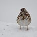 Song Sparrow