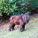 Friendly Shetland Pony on the path to Gardner's Grove