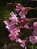 Nerium Oleander