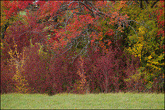 Herbstvorhang