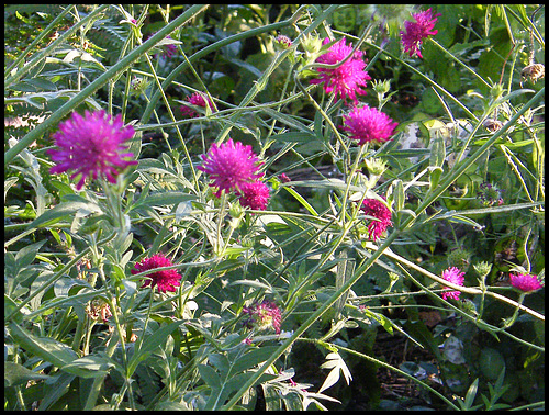 think it might be scabious