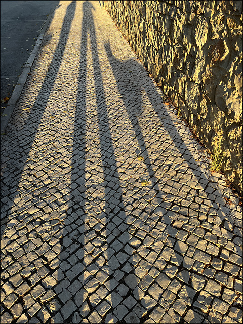 Morning long shadows