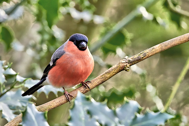 Eurasian Bullfinch (M) - Pyrrhula pyrrhula