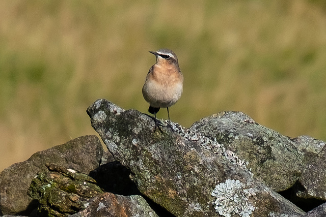 Wheatear looking my way