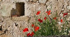Coquelicots