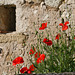 Coquelicots