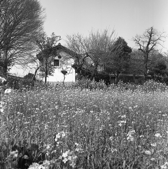 Rapeseed