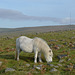 Dartmoor Wild Pony
