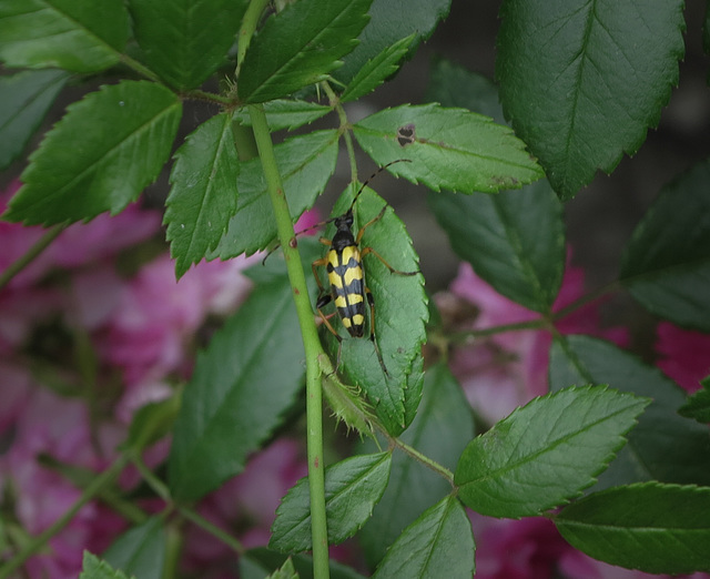 Ein Käfer