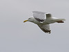 Herring Gull in Flight