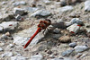 EOS 90D Peter Harriman 12 02 10 45663 commonDarter dpp