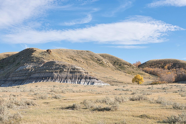 Badlands tree