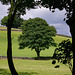 Moorfield tree