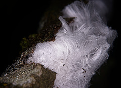 Das Haareis bildet sich auf morschen,feuchten Holz :))  The hair ice forms on rotten, damp wood :))  La glace aux cheveux se forme sur le bois pourri et humide :))