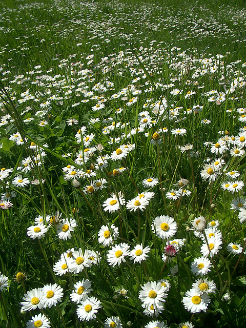 daisies