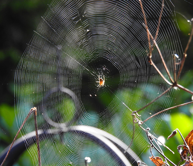 20240806 0609CPw [D~LIP] Gartenkreuzspinne (Araneus diadematus), BS