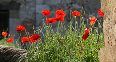 Coquelicots