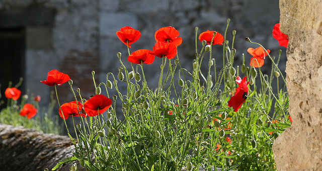 Coquelicots