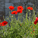 Coquelicots