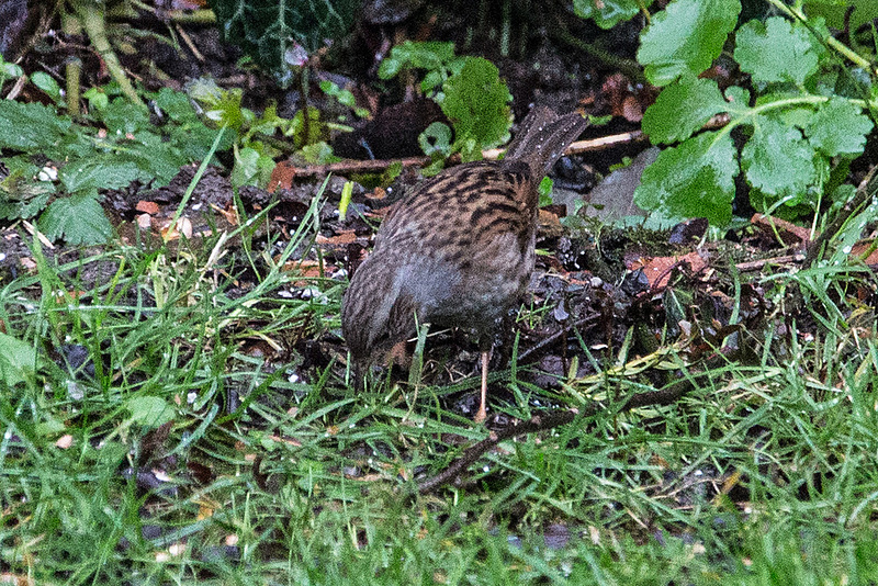 20150115 6300VRAw [D~RI] Heckenbraunelle (Prunella modularis), Rinteln