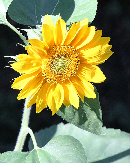 Sonnenblume