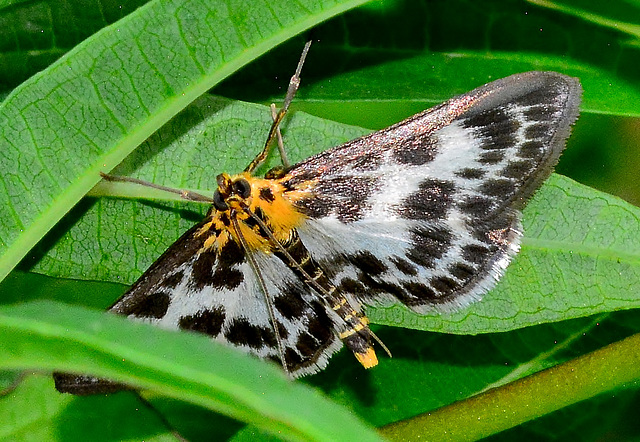 Moth.Small Magpie. Eurrhypara hortulata