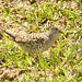 IMG 0315bird